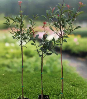 Červienka Red Robin na kmeni 70cm